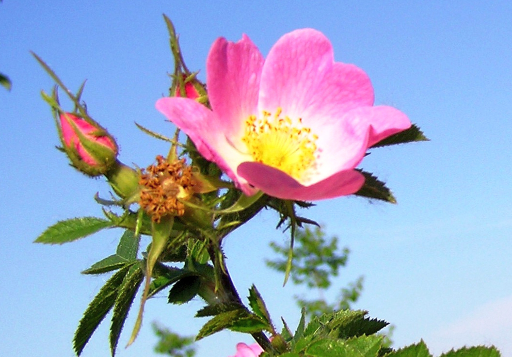 Шиповник красно-бурый (лат. Rosa rubiginosa)