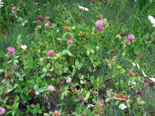 Клевер луговой (лат. Trifolium praténse)