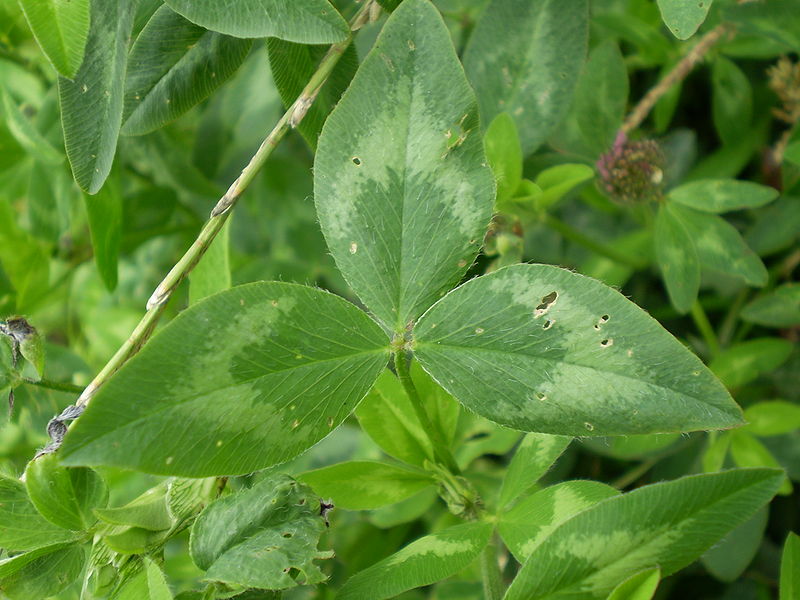 Клевер луговой (лат. Trifolium praténse)