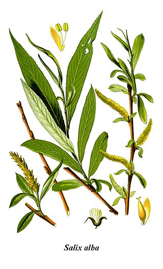 Ива белая или серебристая (лат. Salix alba)