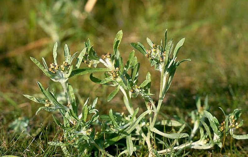 Сушеница топяная (лат. Gnaphálium uliginósum)