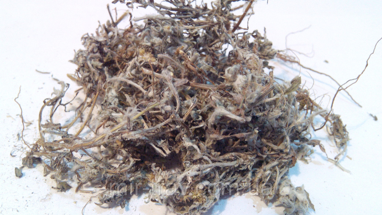 Сушеница топяная (лат. Gnaphálium uliginósum)