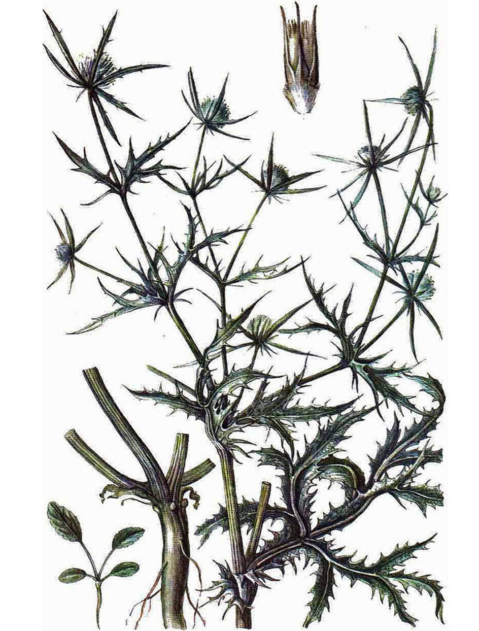 Синеголовник плосколистный (лат. Eryngium planum)
