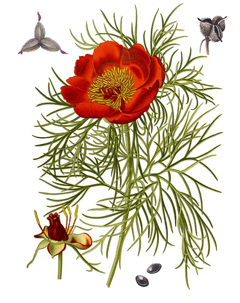 Пион узколистный (лат. Paeonia tenuifolia)