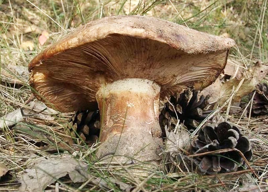 Рядовка исполинская, или гигантсткая (Tricholoma colossus)