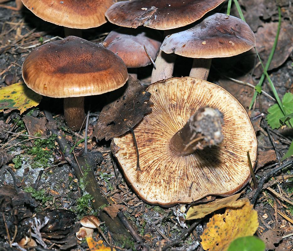 Рядовка бурая (Tricholoma fulvum)