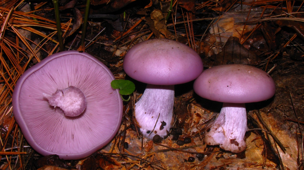 Рядовка фиолетовая (Lepista nuda)