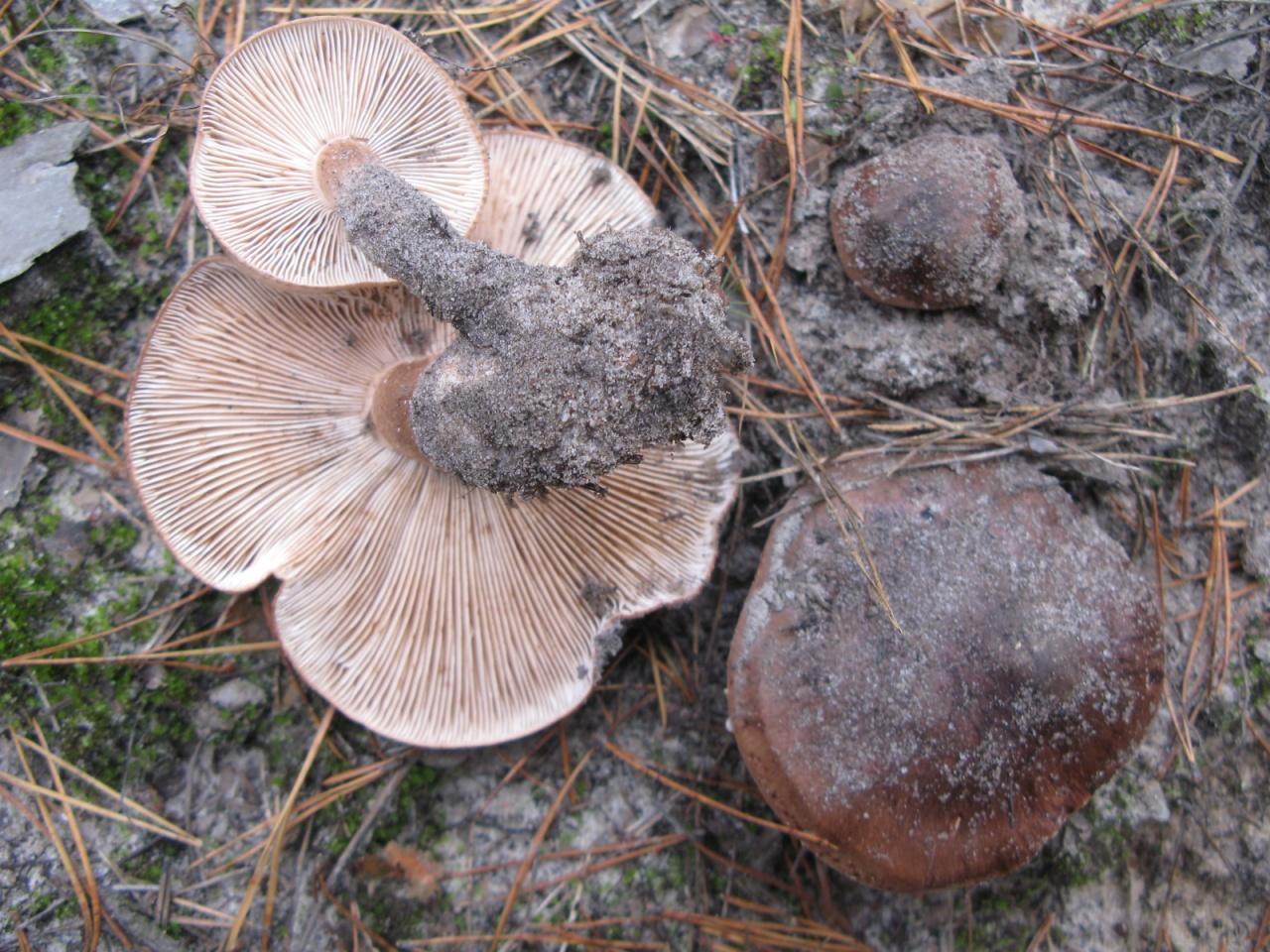 Рядовка коричневая, или бело-коричневая (Tricholoma albobrunneum)