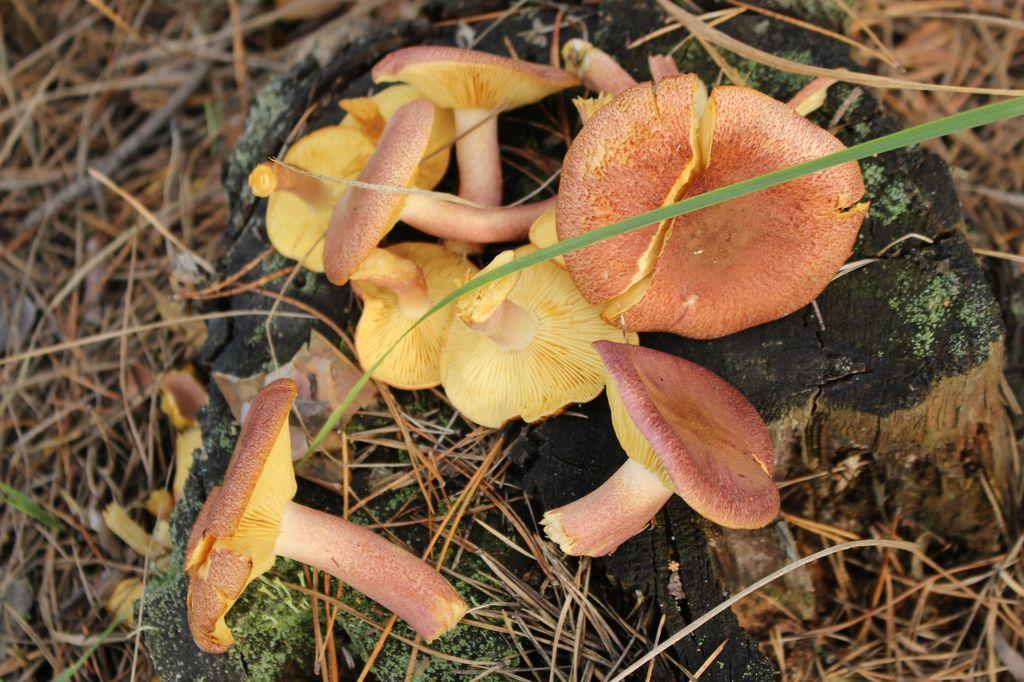 Рядовка жёлто-красная, или опенок сосновый (Tricholomopsis rutilans)