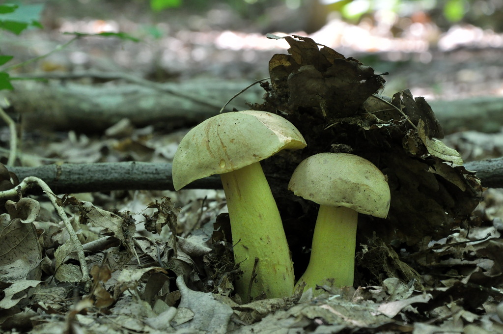 Полубелый гриб, или боровик желтый (лат. Boletus impolitus)