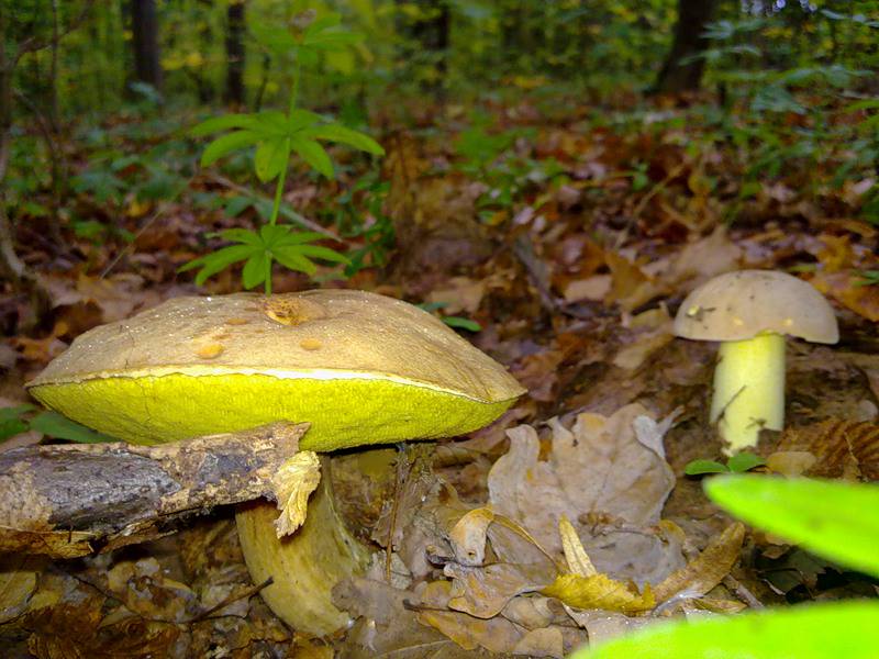 Полубелый гриб, или боровик желтый (лат. Boletus impolitus)