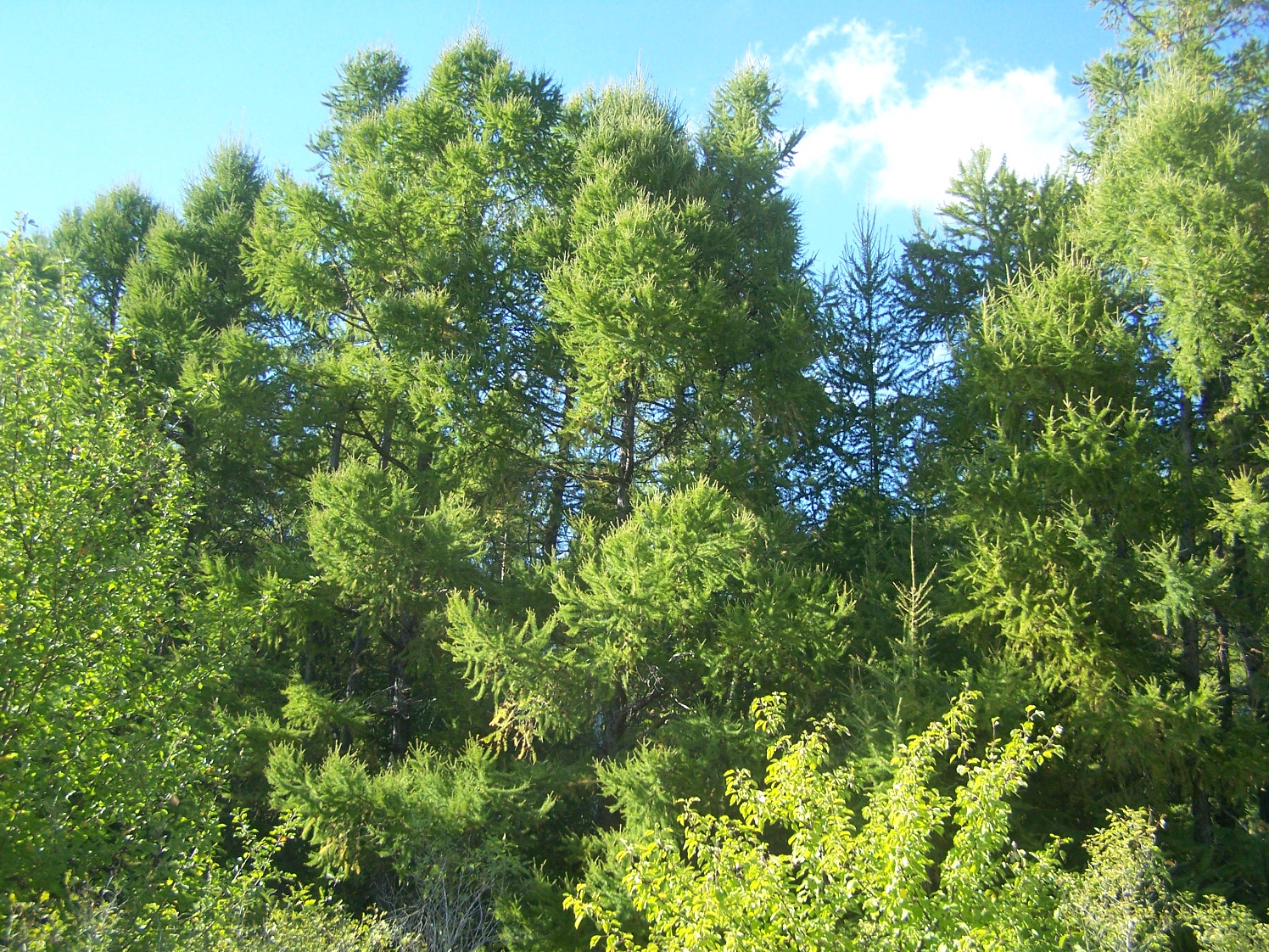 Сухокарабулакские лиственничные лесопосадки