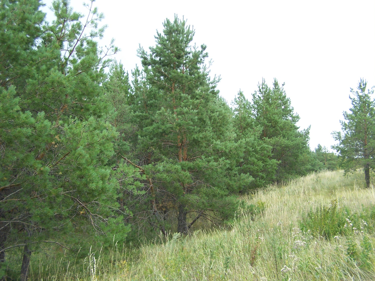 Анютинский лес