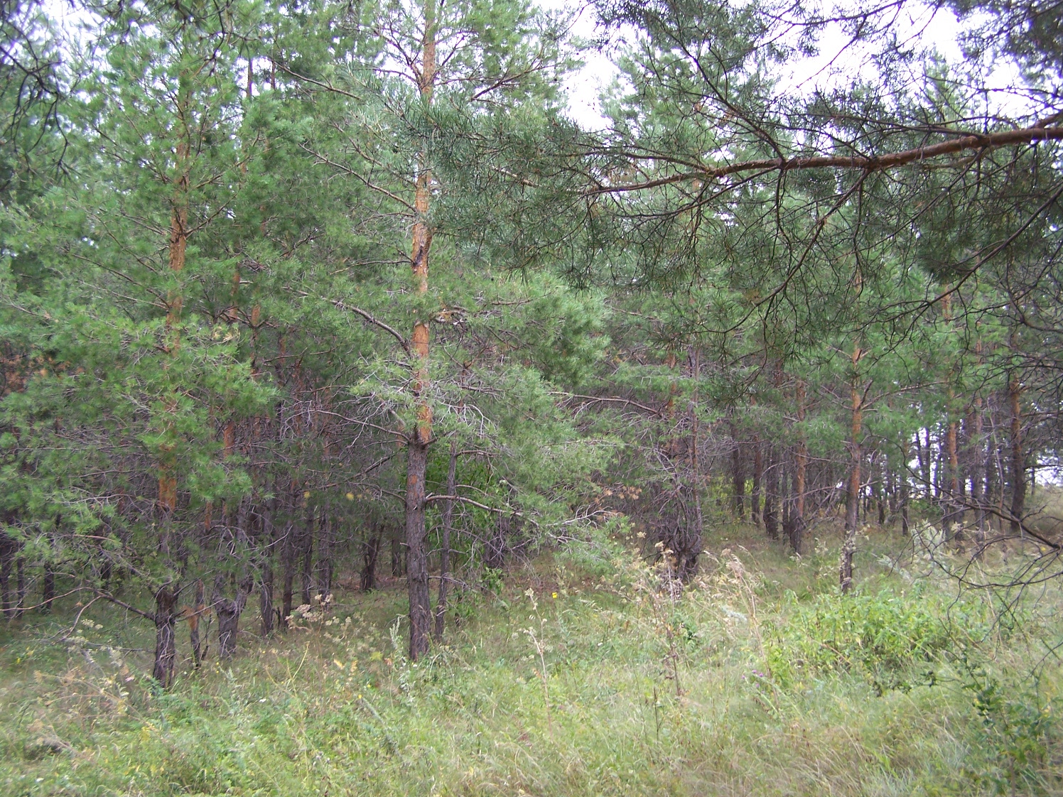 Анютинский лес