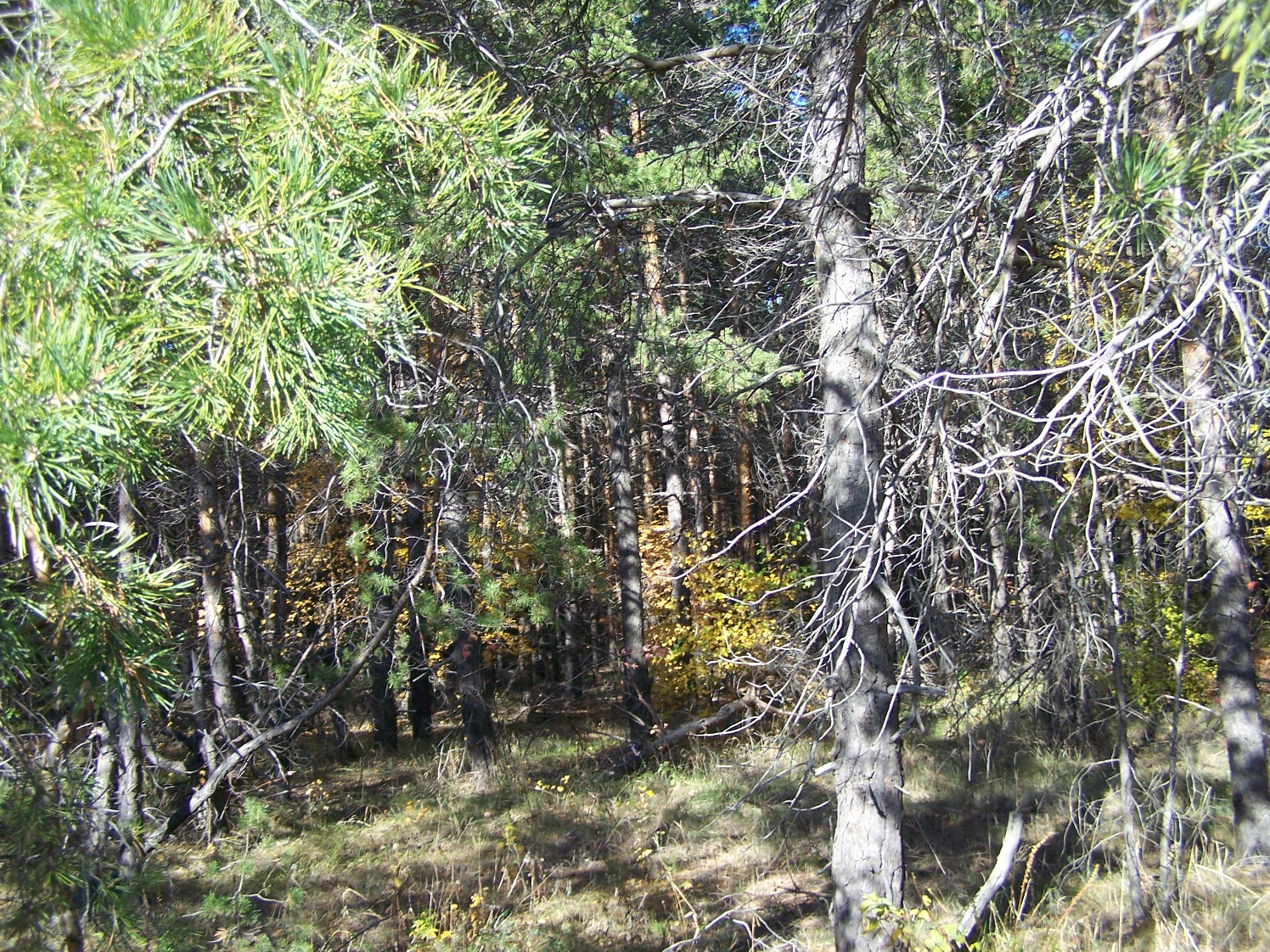 Агаревские сосновые леса
