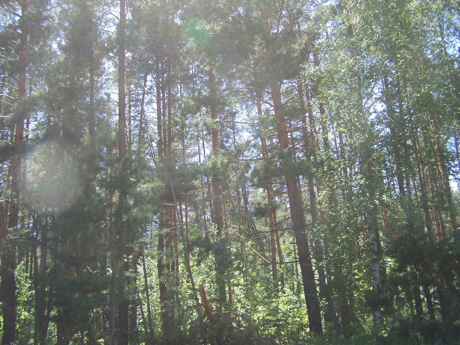 Большемеликские леса