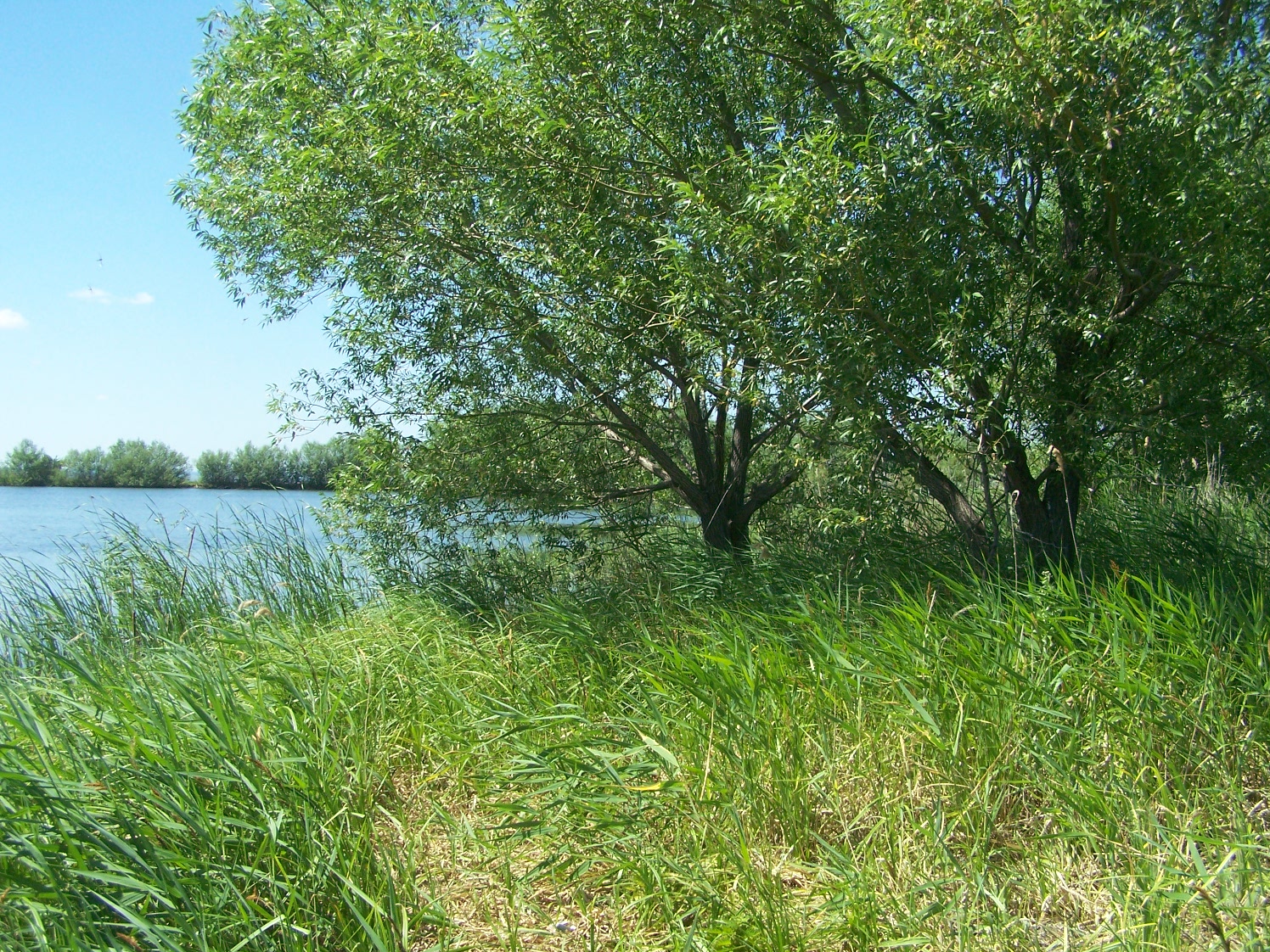 Луганский пруд