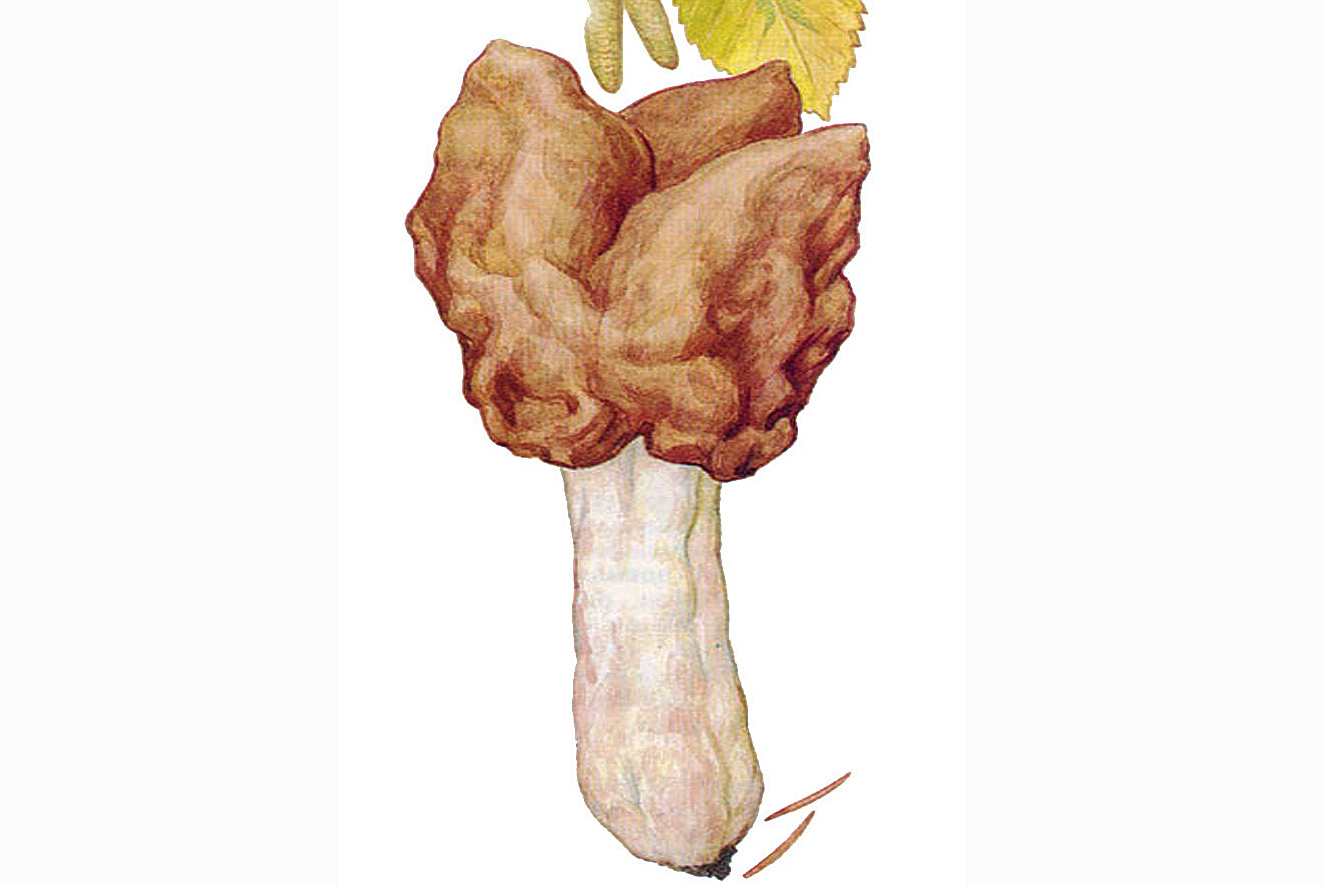 Строчок пучковый (Gyromitra fastigiata)