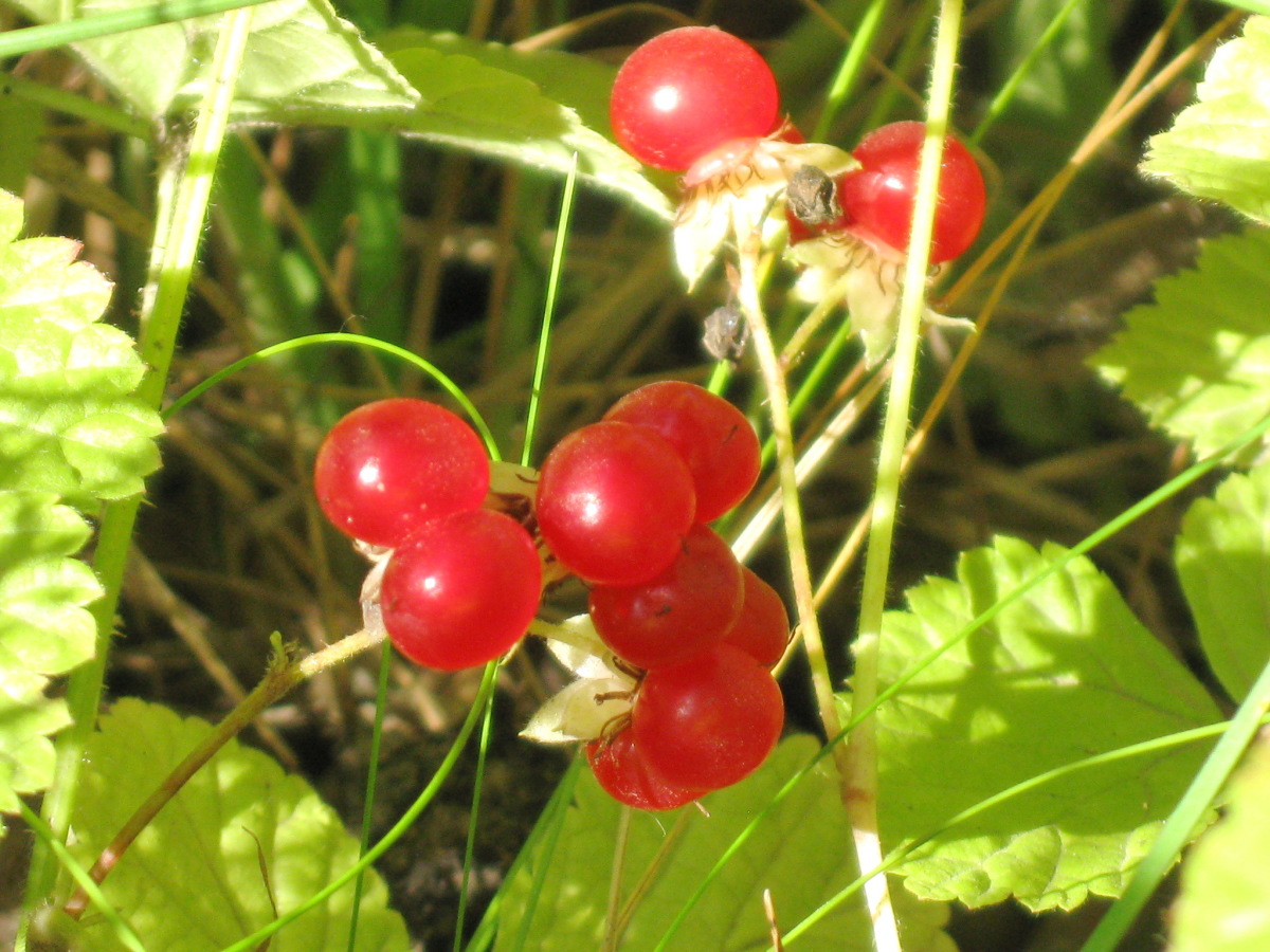 Костяника каменистая (лат. Rubus saxatilis)