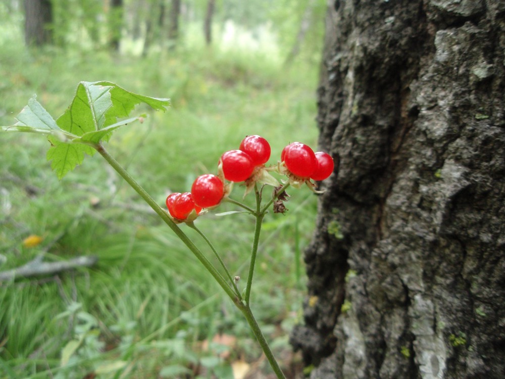 Костяника каменистая (лат. Rubus saxatilis)