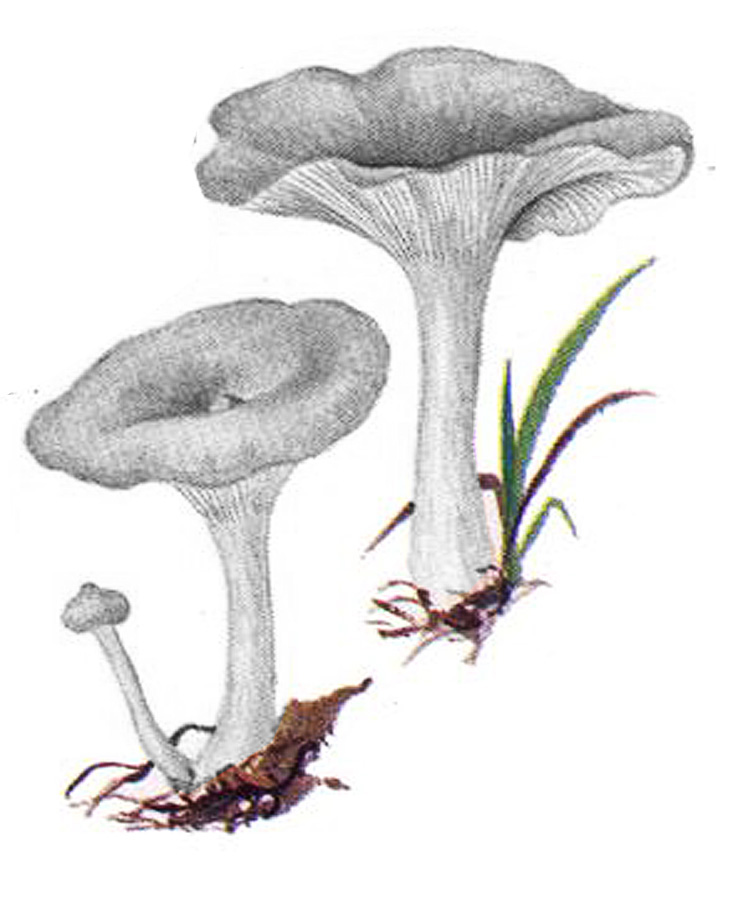 Лисичка горбатая (Cantharellula umbonata)