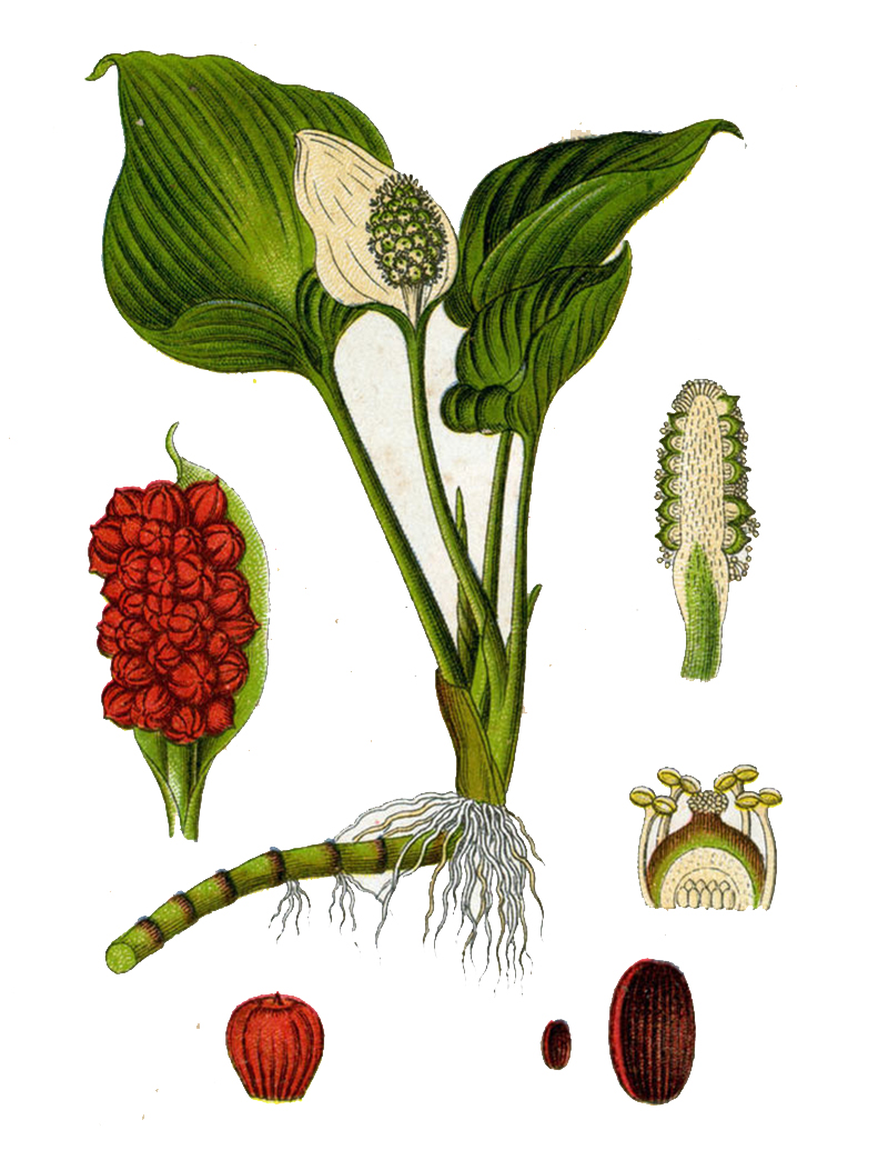 Белокрыльник болотный (лат. Calla palustris)