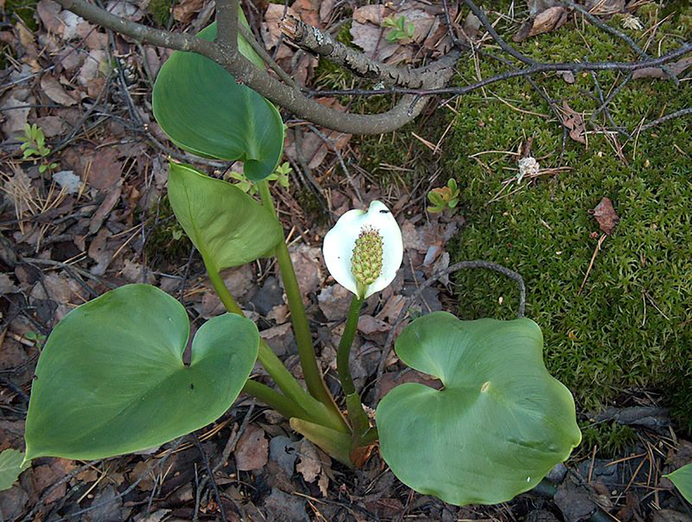 Белокрыльник болотный (лат. Calla palustris)