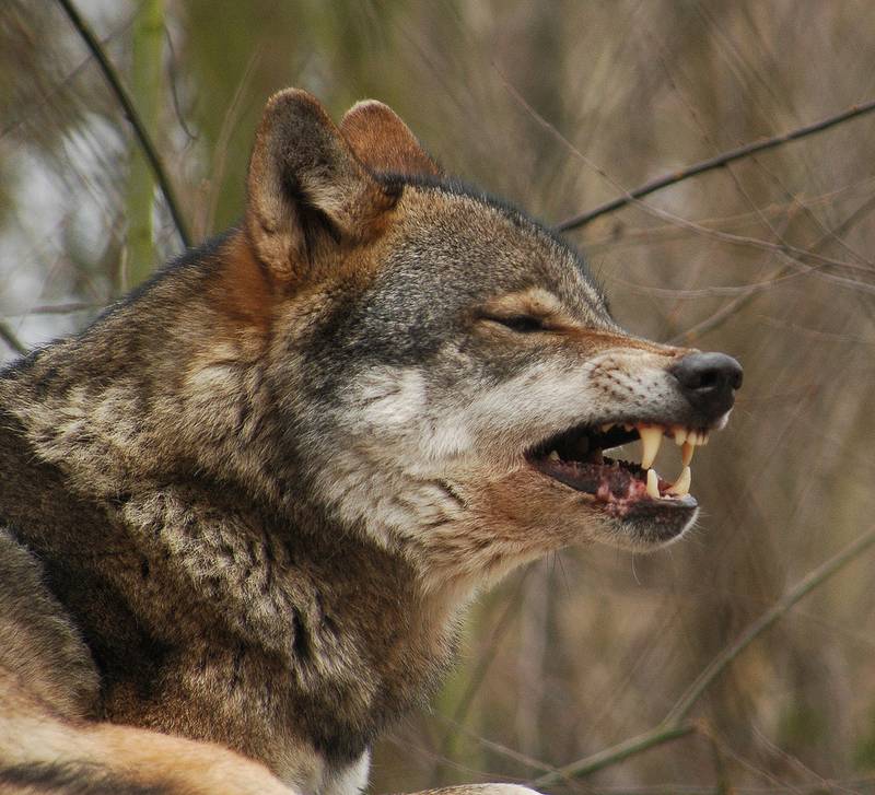 Волк (лат. Canis lupus)