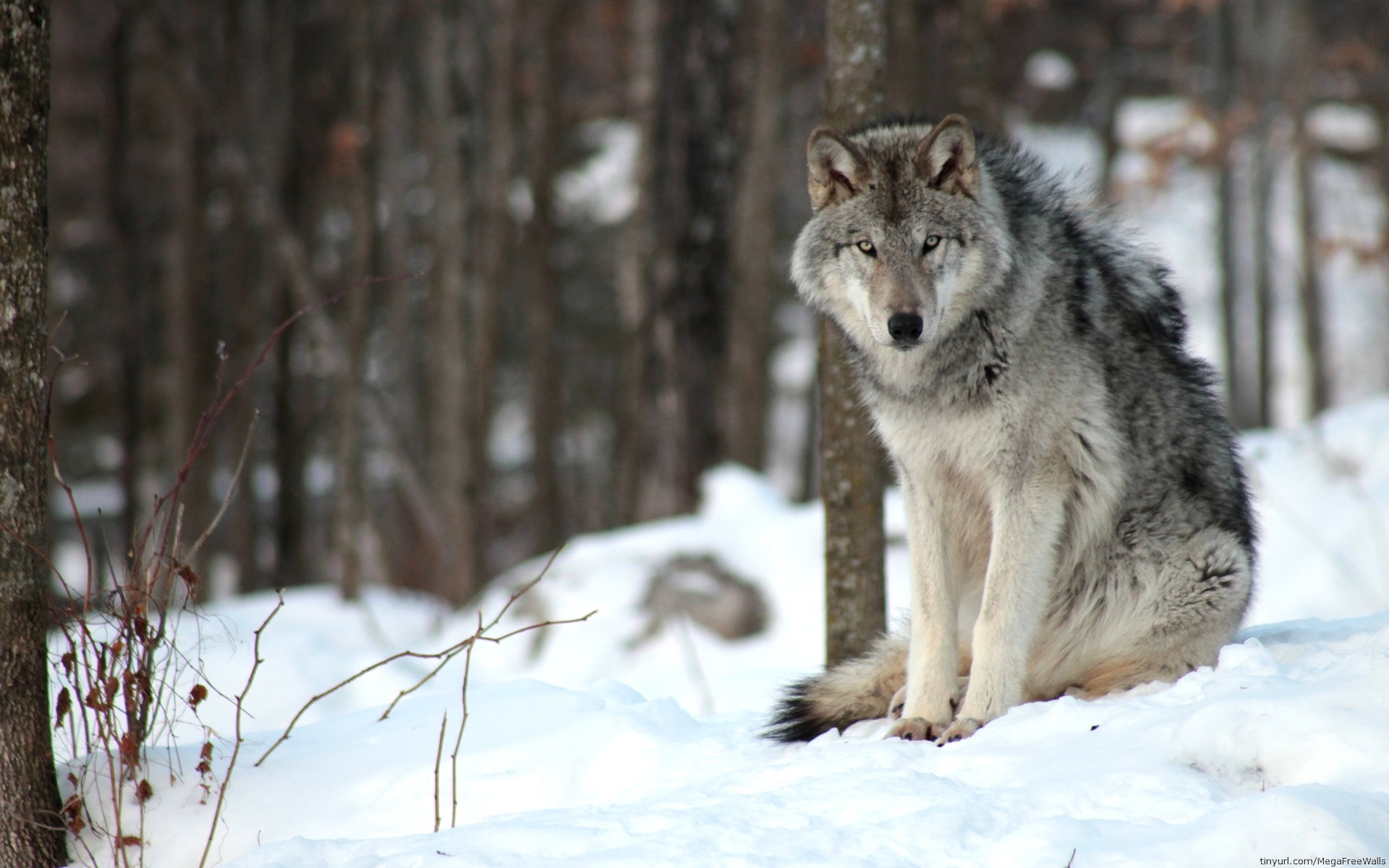 Волк (лат. Canis lupus)