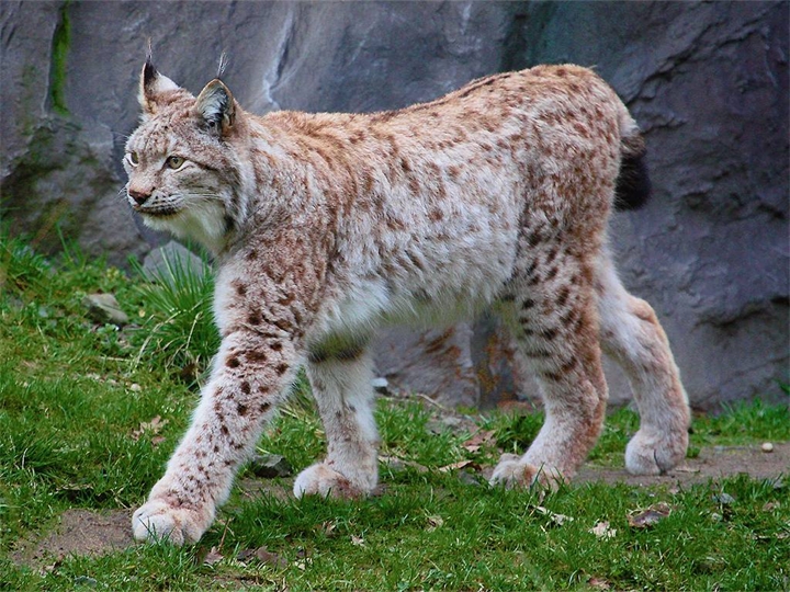 Рысь обыкновенная (лат. Lynx lynx)