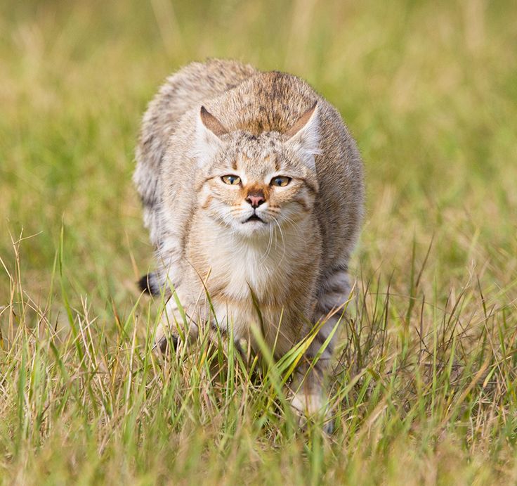 Степной кот (лат. Felis silvestris lybica)