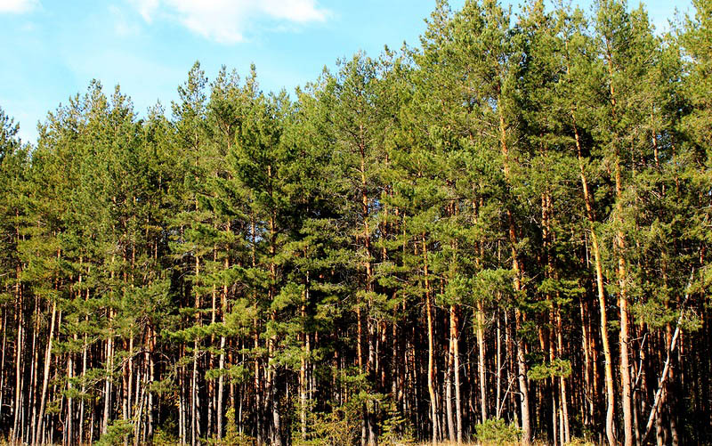Базарно-Карабулакский лес