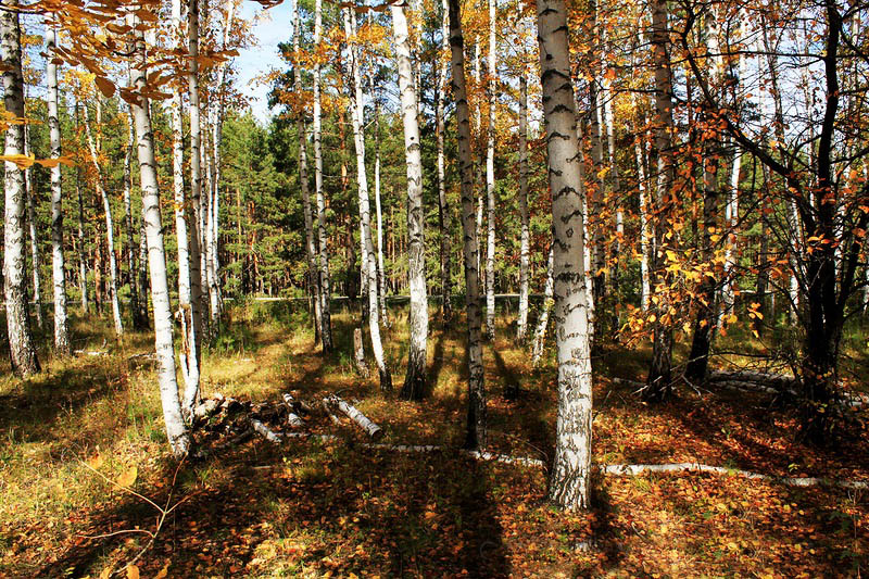 Базарно-Карабулакский лес