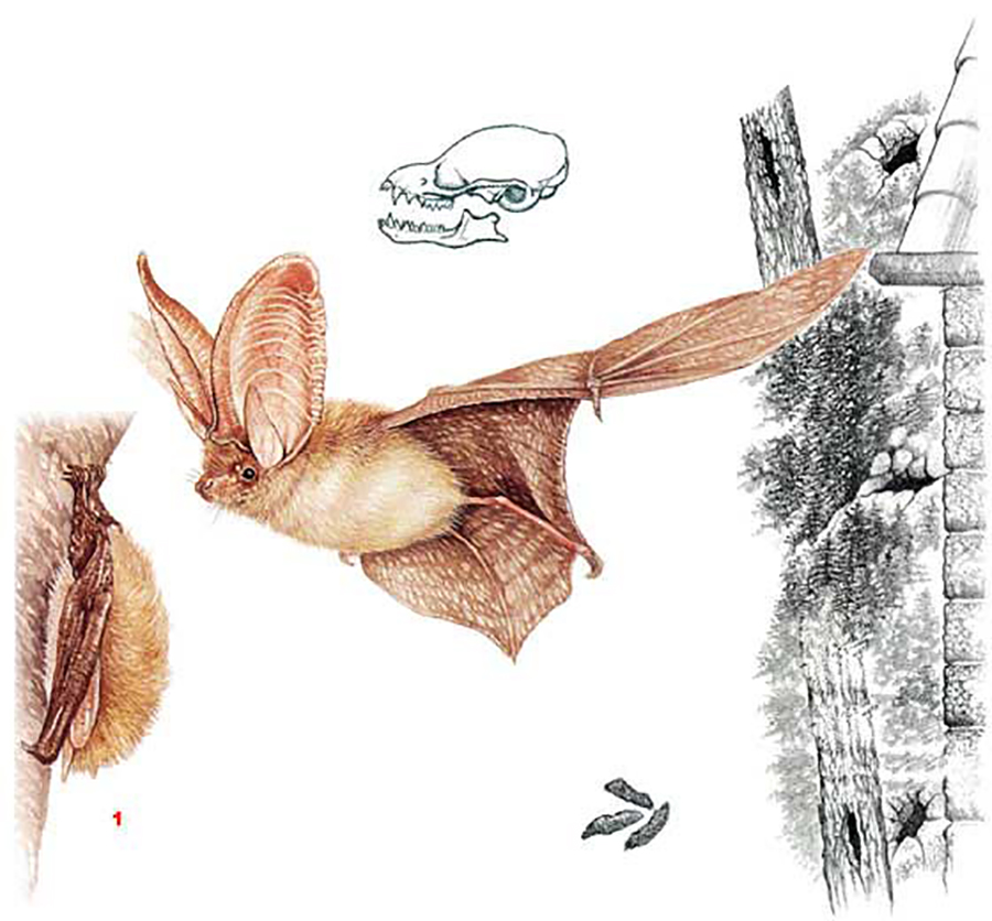 Ушан бурый (лат. Plecotus auritus)