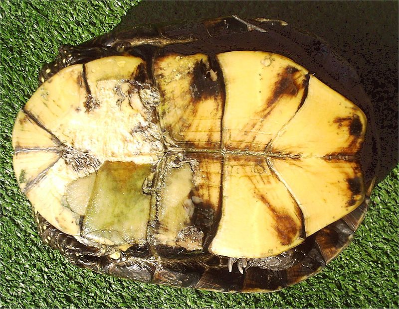 Черепаха болотная (лат. Emys orbicularis)
