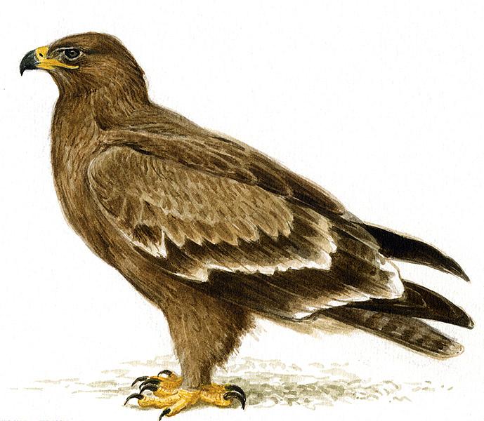 Степной орел (лат. Aquila nipalensis)