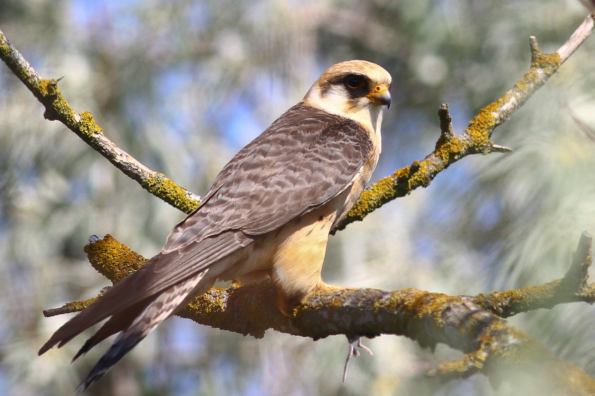 Кобчик (лат. Falco vespertinus)