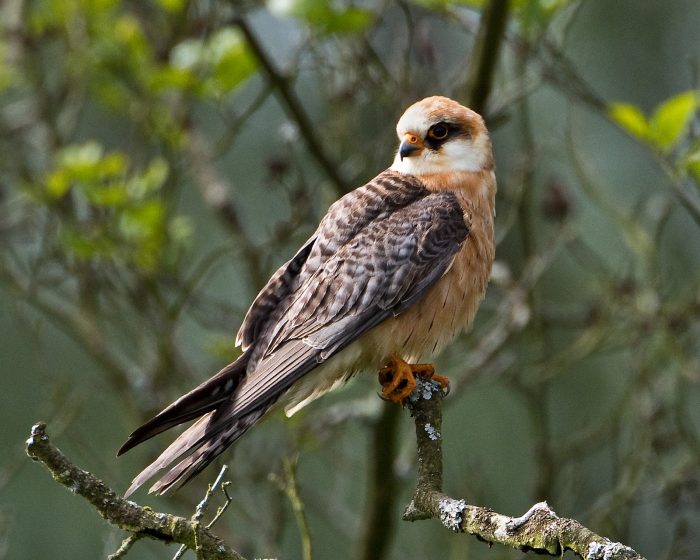 Кобчик (лат. Falco vespertinus)