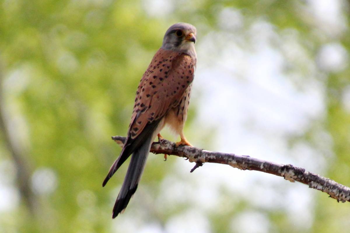 Обыкновенная пустельга (лат. Falco tinnunculus)