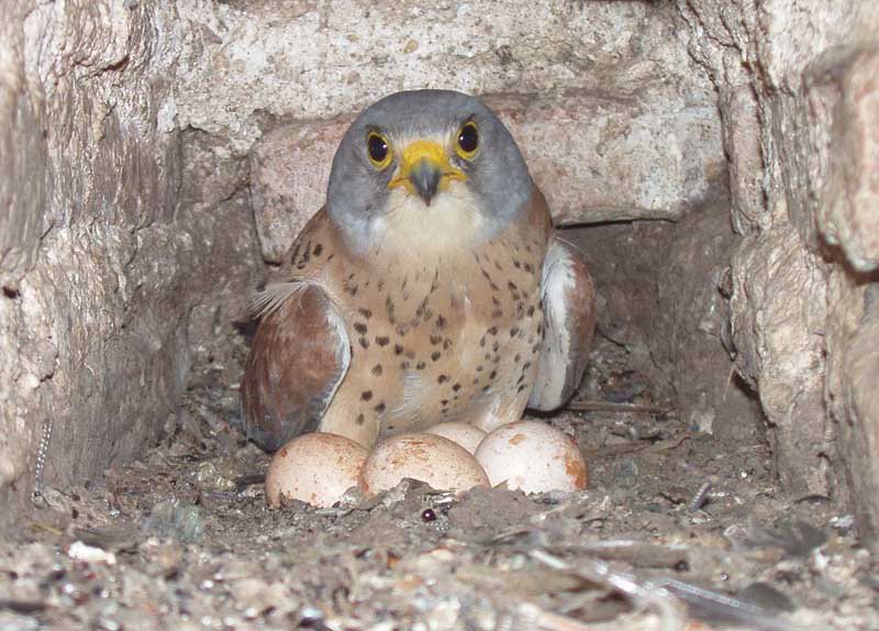 Степная пустельга (лат. Falco naumanni)