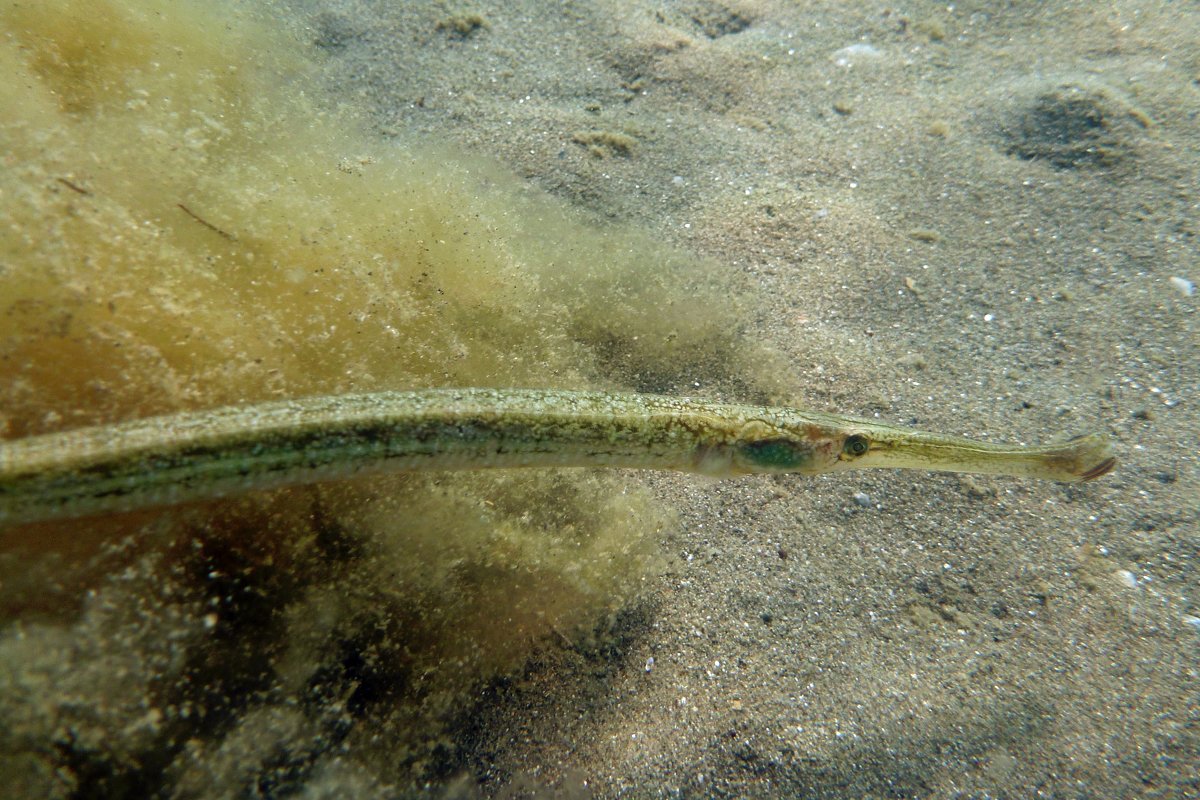 Рыба-игла (лат. Syngnathidae)