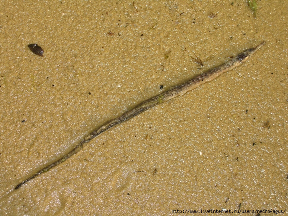 Рыба-игла (лат. Syngnathidae)