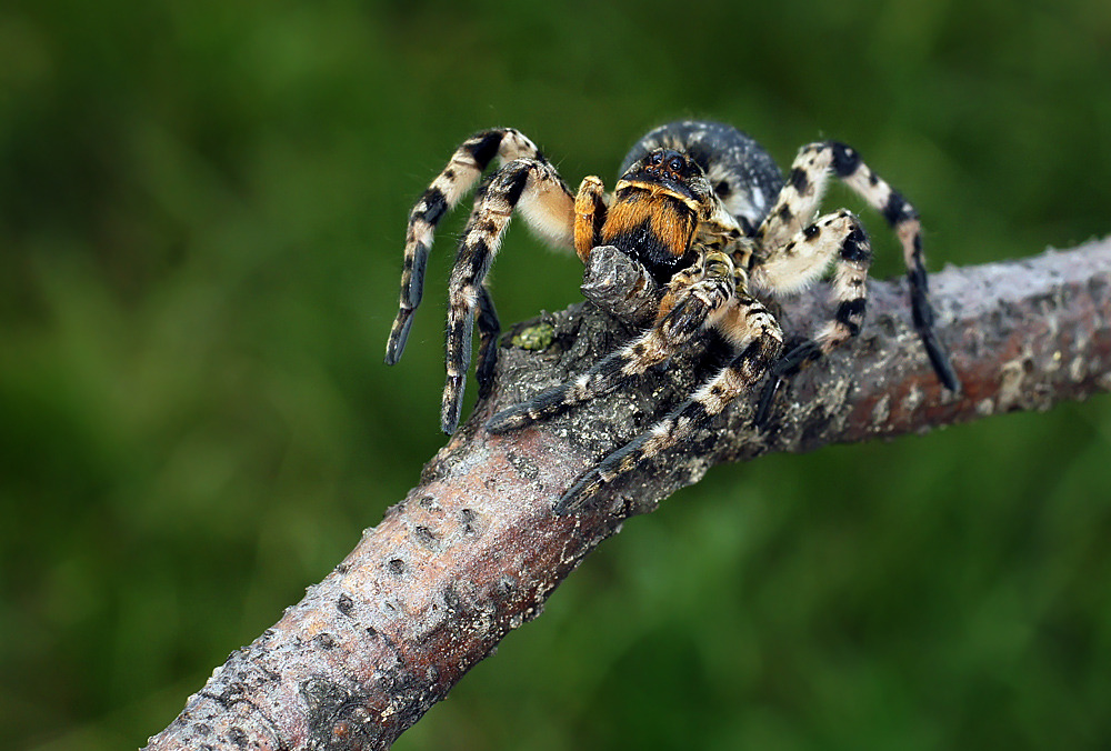 Южнорусский тарантул (лат. Lycosa singoriensis)