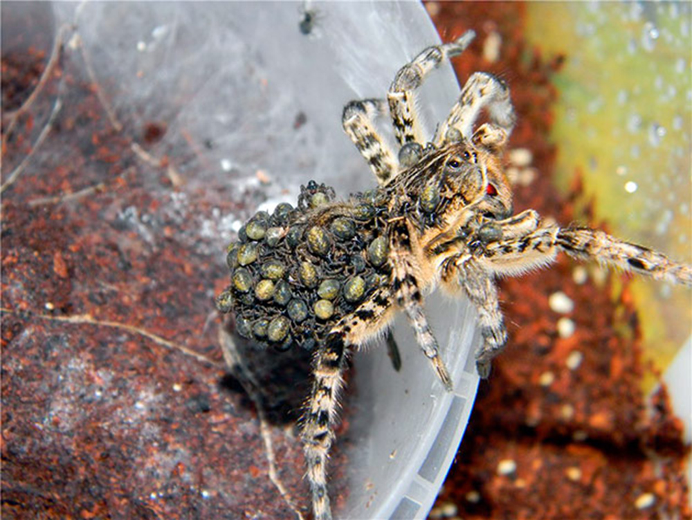 Южнорусский тарантул (лат. Lycosa singoriensis)