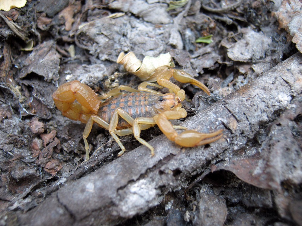 Скорпион пестрый (лат. Mesobuthus eupeus)