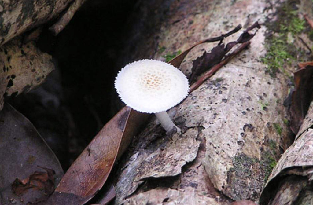 Лепиота Бребиссона (Leucocoprinus brebissonii)