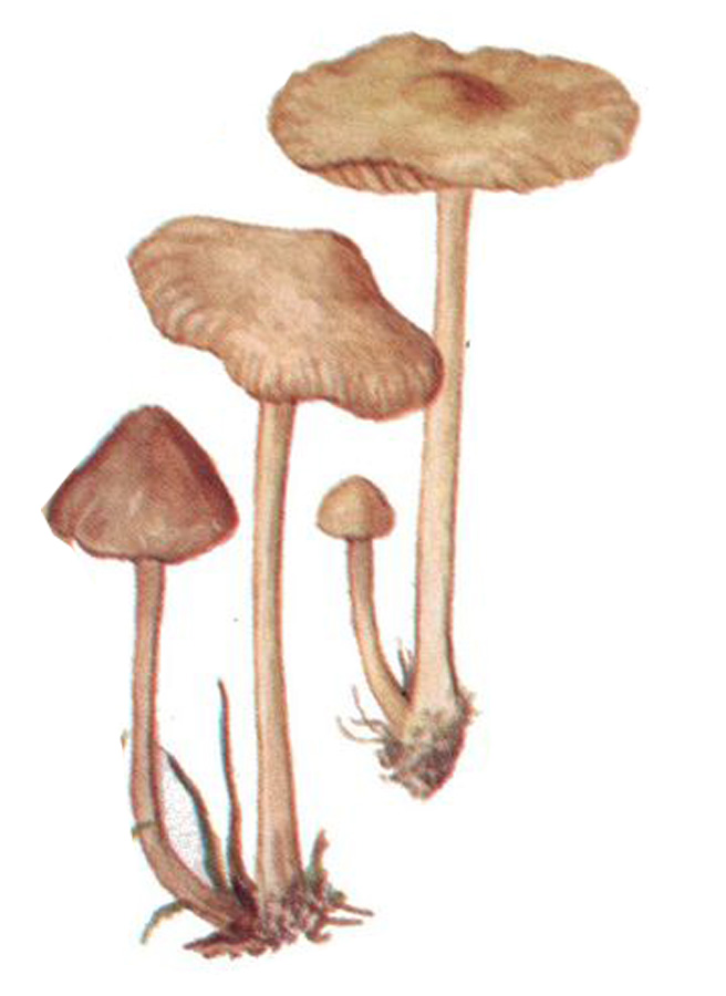 Галерина окаймленная (Galerina marginata)