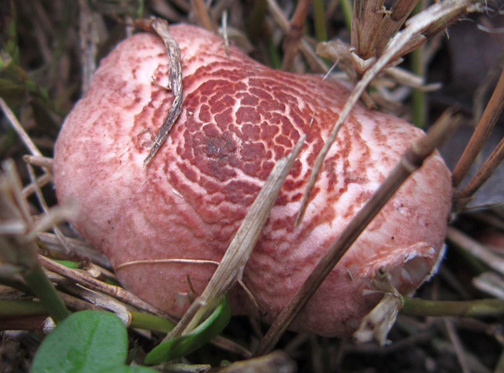 Лепиота розоватая (лат. Lepiota subincarnata)