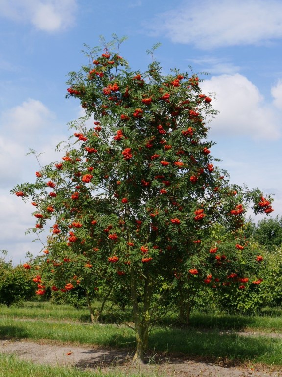 Рябина обыкновенная (лат. Sorbus aucuparia)