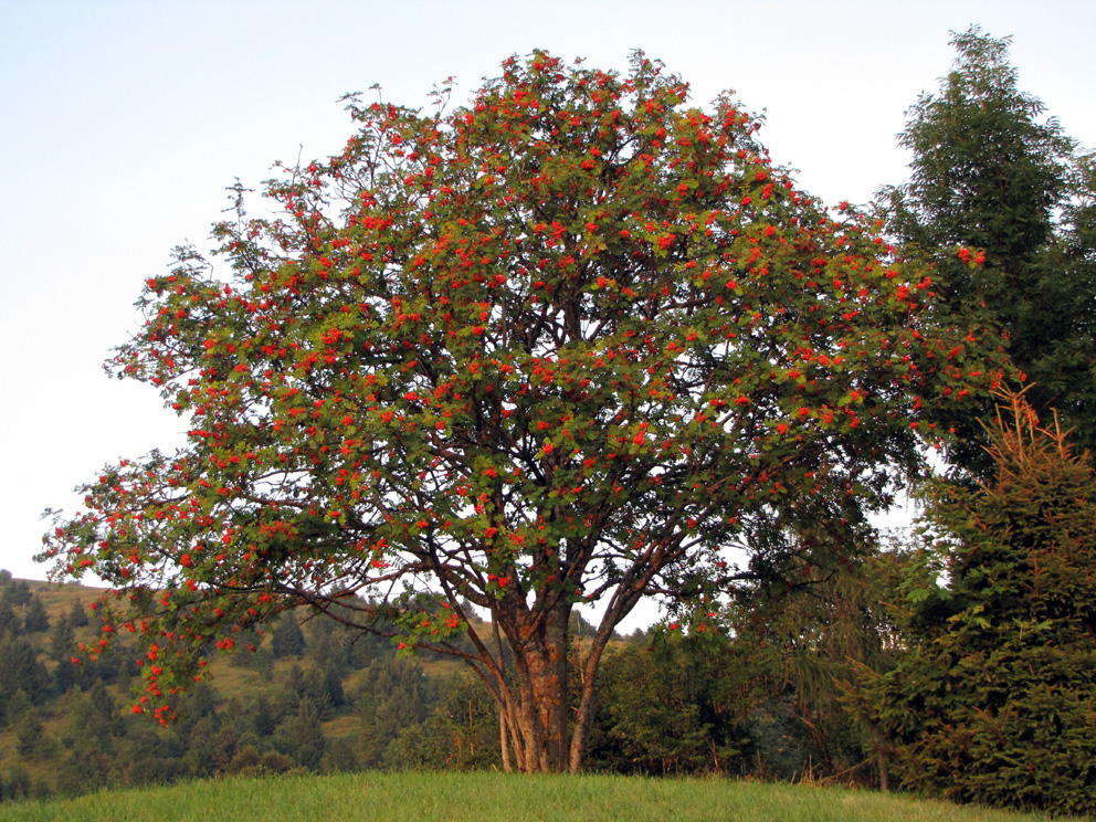 Рябина обыкновенная (лат. Sorbus aucuparia)